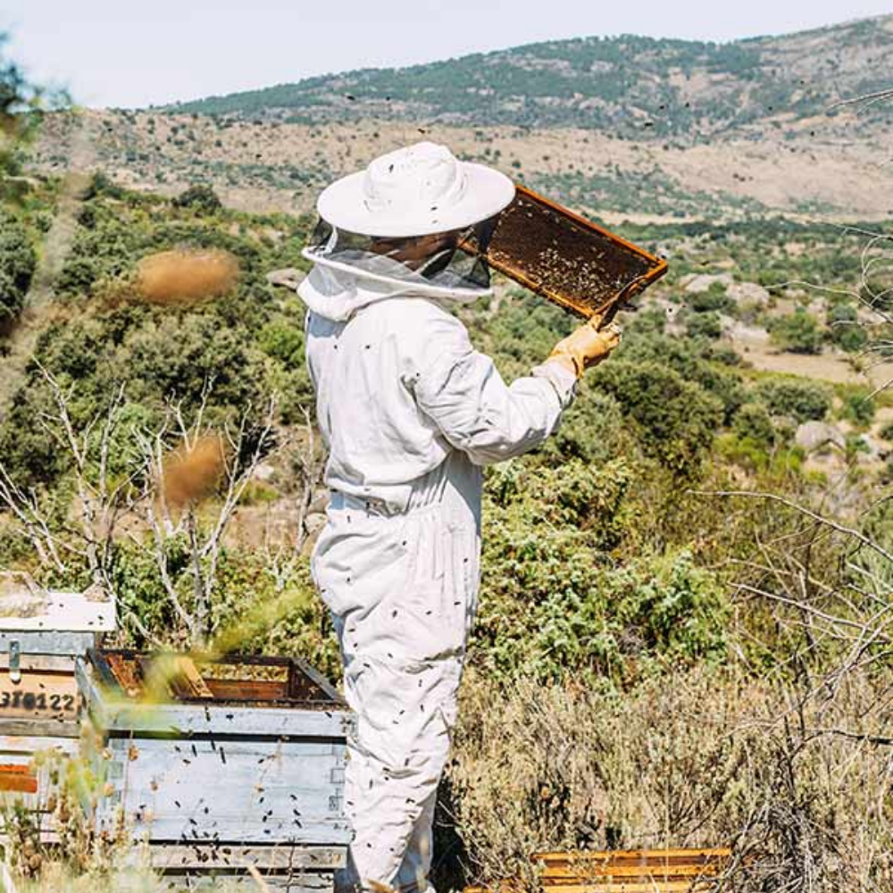 Person in a beekeeping suit holding a honeycomb frame outdoors with a scenic background