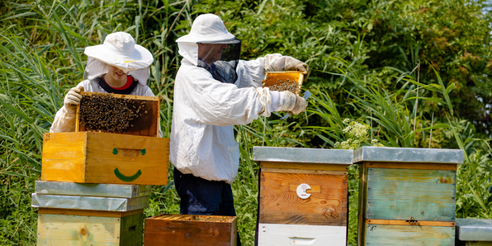 Two beekeepers inspecting beehives in a sunny field — showcasing Joreen Brands’ commitment to ethical beekeeping, sustainable honey production, and premium quality standards.