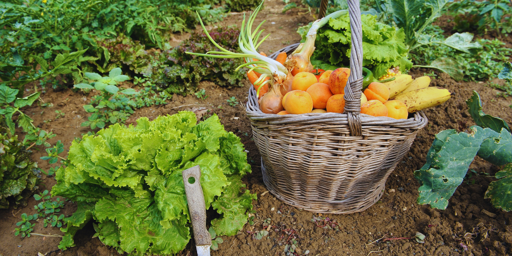 Basket of fresh fruits and vegetables in a garden setting showing Joreen brands impact in Africa