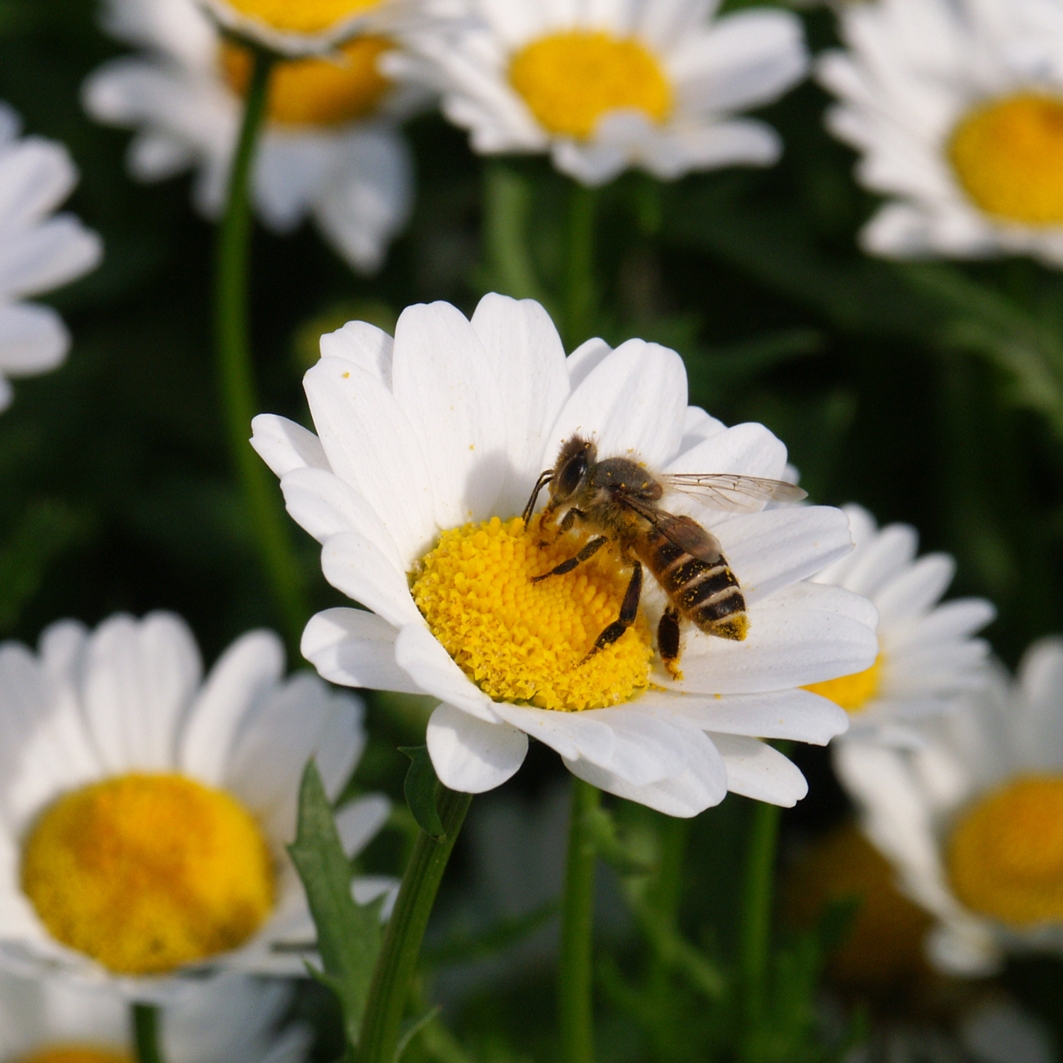 Bees gathering nectar on a white flower with blurred floral background — capturing the natural source of Joreen Brands wild and unfiltered honey from East Africa.