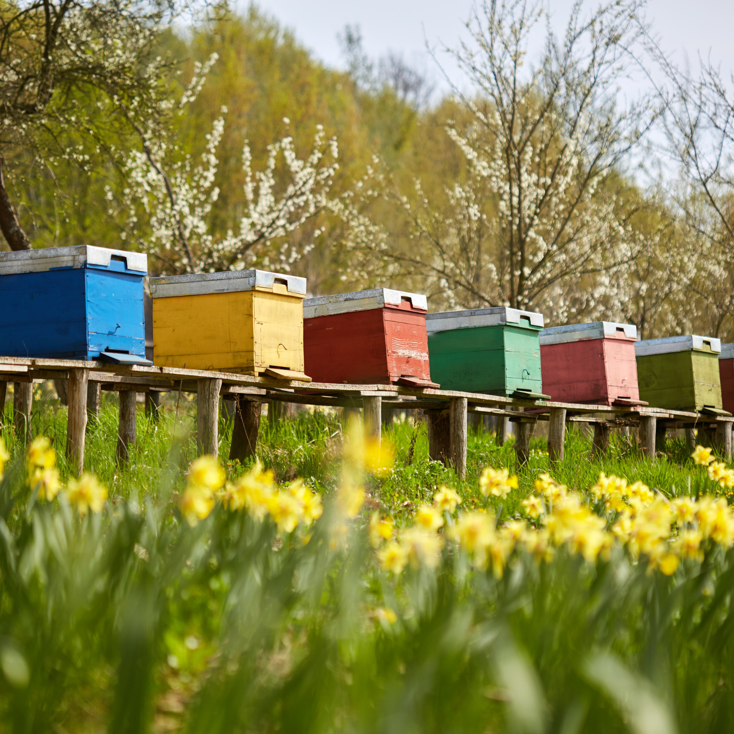 Colorful beehives on wooden stands surrounded by trees and flowers — depicting sustainable beekeeping for Joreen Brands natural organic wild honey from East Africa.