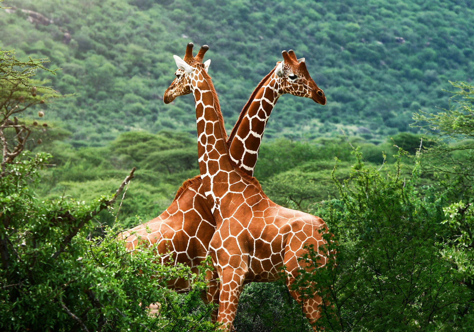 Two giraffes standing close to each other in a lush green landscape.