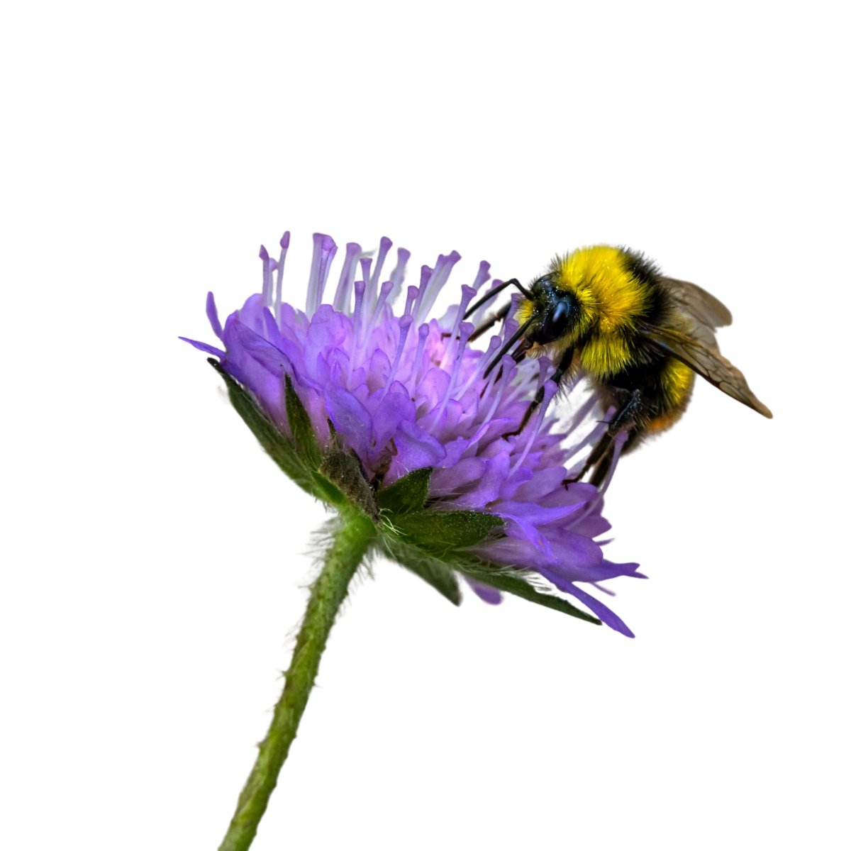 Bumblebee on a purple flower with a white background