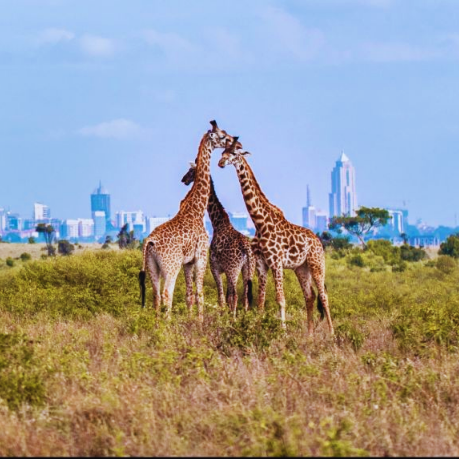 Three giraffes standing in a grassy field with a city skyline in the background — symbolizing Joreen Brands’ East African roots and connection to nature, wildlife, and sustainable sourcing of honey and superfoods.
