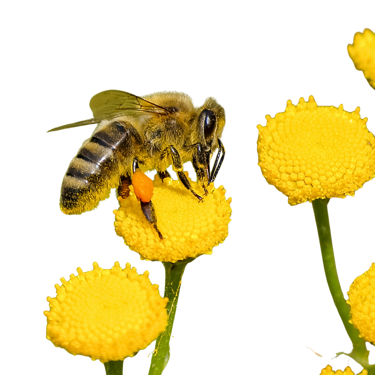 Bee collecting pollen from a yellow flowers on a white background| Joreen Brands